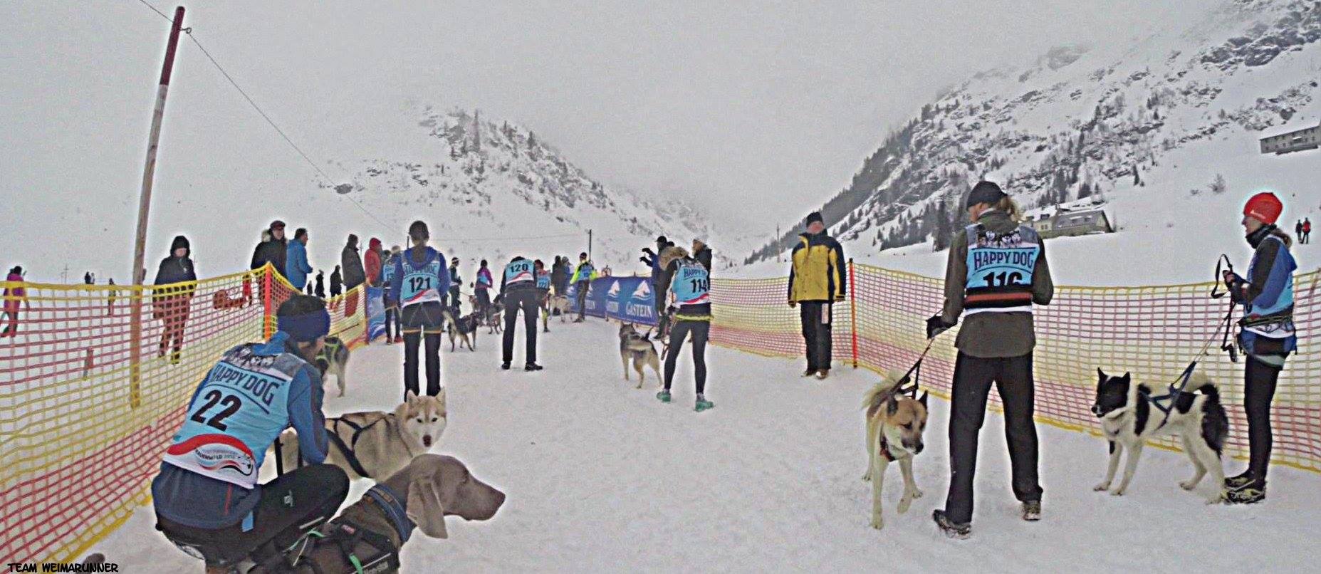 DerHundling-Sportgastein-SchneeCanicross