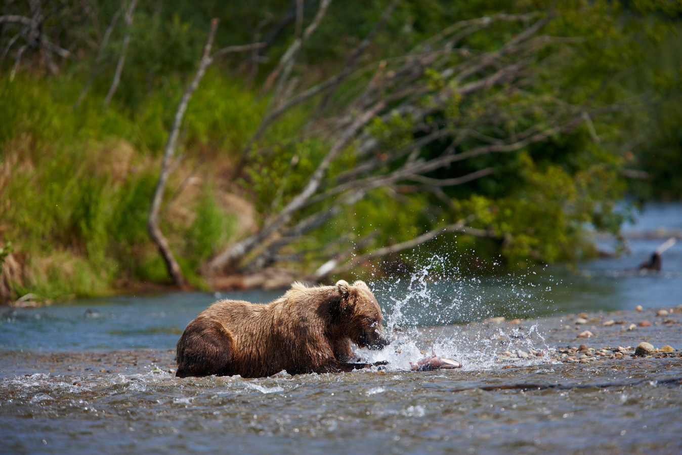 Brown bears (grizzlies) Katmai National Park. Alaska
